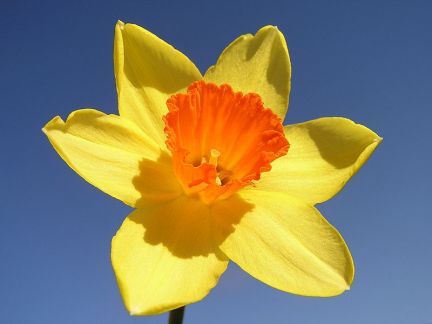 Daffodil.jpg