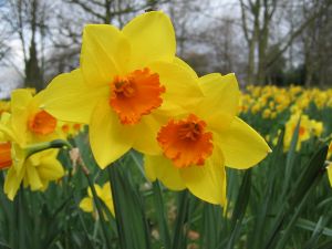 daffodils1.jpg