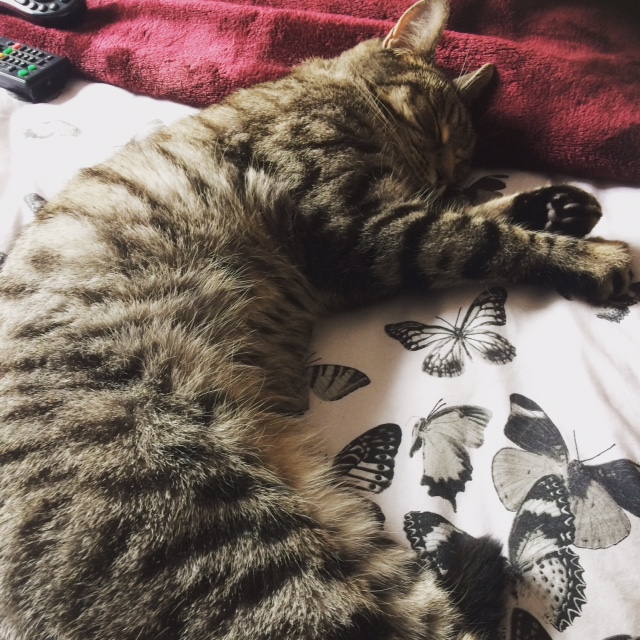 Jess has found recovery cats to be an important part of her recovery, this is the affectionate Walter, one of her two recovery cats.